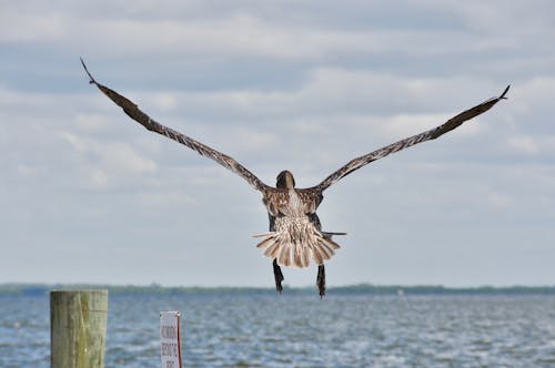 Gratis lagerfoto af havfugl