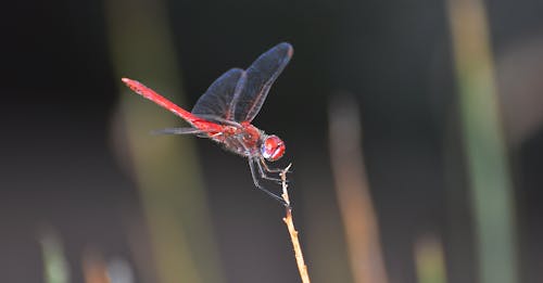 Free stock photo of dragonfly