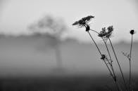 雾气背景下，黑白花卉的图像轮廓营造出空灵的风景