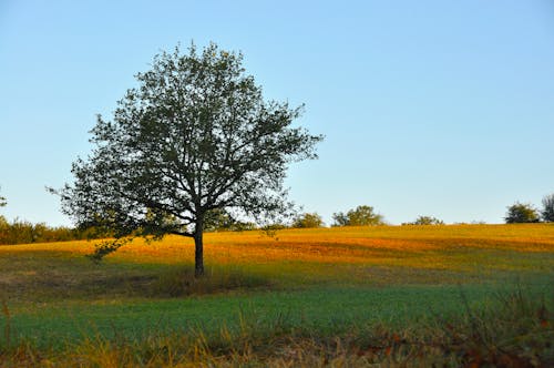 Free stock photo of landscape, tree