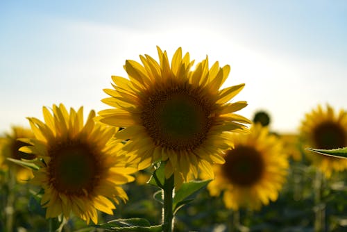 Gratis lagerfoto af solsikke