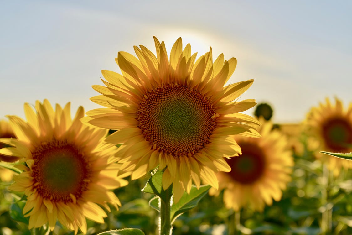 Fotografi Fokus Selektif Bunga Matahari