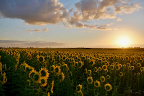 Fotografia Di Paesaggi Del Campo Di Girasoli Durante Il Tramonto