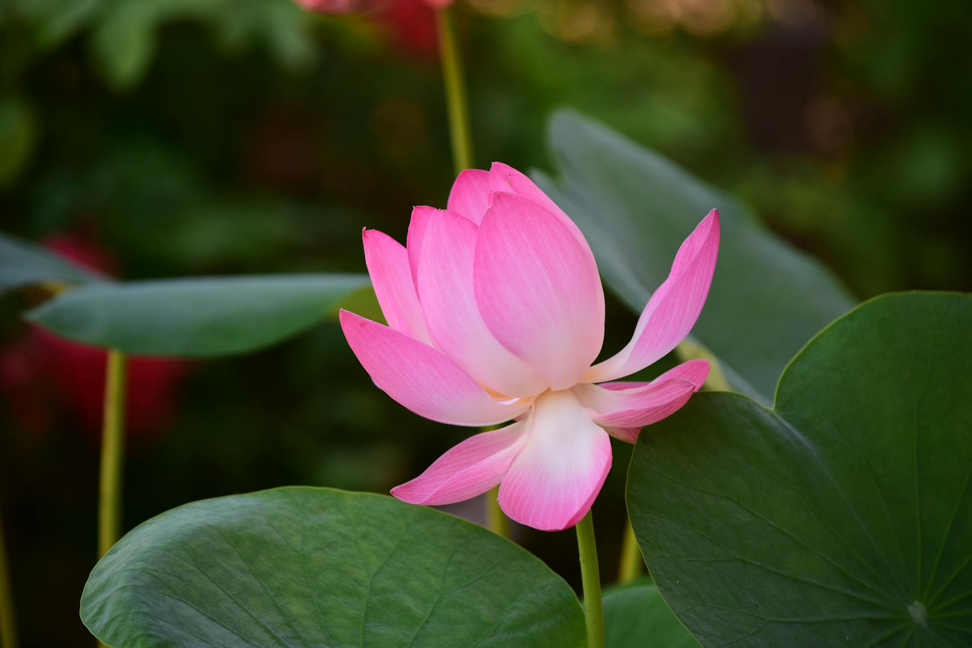 A captivating close-up of a pink lotus flower in a lush Sri Lankan garden, showcasing natural beauty.