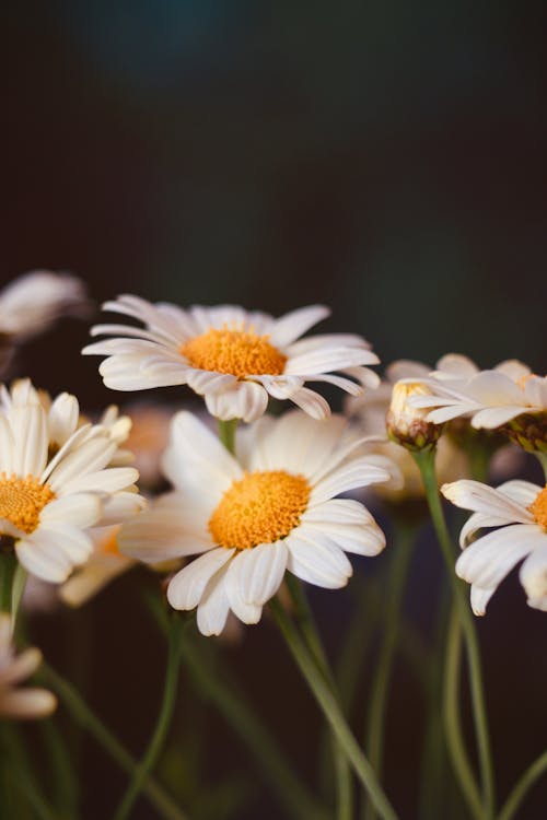 arka plan bulanıklık, Beyaz çiçekler, dikey atış içeren Ücretsiz stok fotoğraf