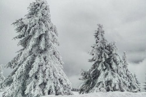 雪覆盖的树木照片