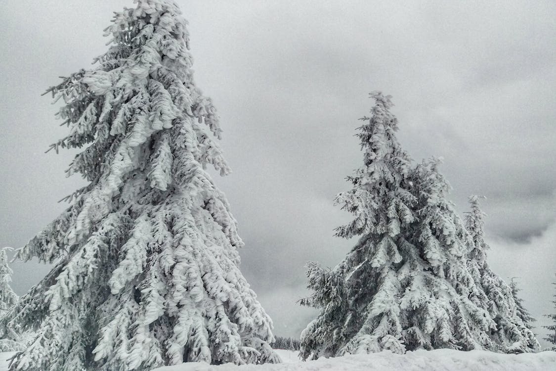 Photo of Snow Covered Trees