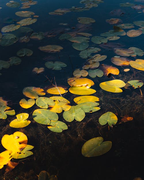 Bezpłatne Darmowe zdjęcie z galerii z lilie wodne, liście, natura Zdjęcie z galerii