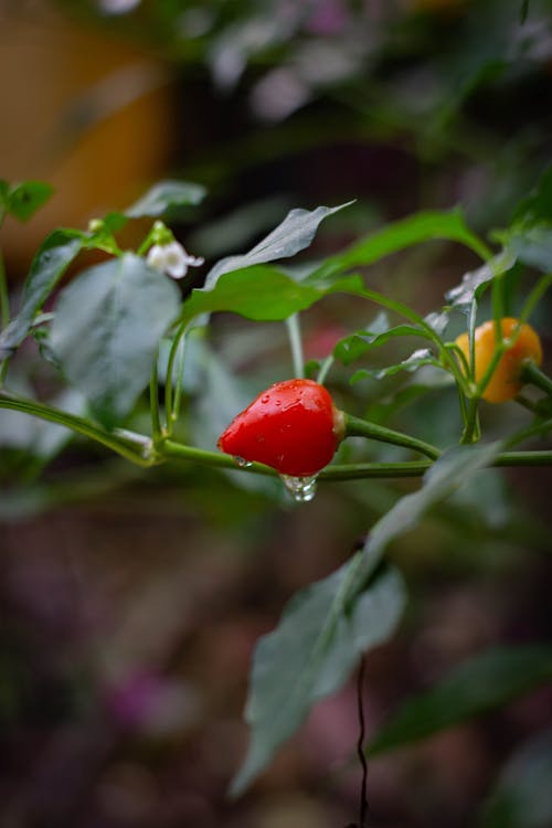 Free Small Red Habanero Pepper Growing Stock Photo