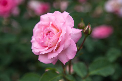 Blooming Pink Rose with Buds 