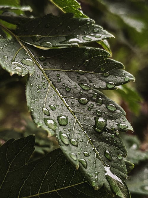 Water Droplets on Green Leaf