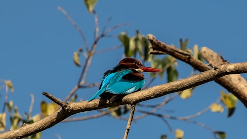 北阿坎德邦, 科贝特, 翠鳥 的 免费素材图片