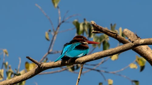 Free stock photo of bird, bluesky, corbett