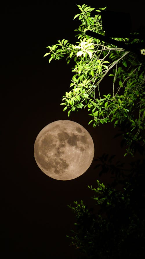 Foto profissional grátis de céu noturno, fotografia da lua, lua cheia