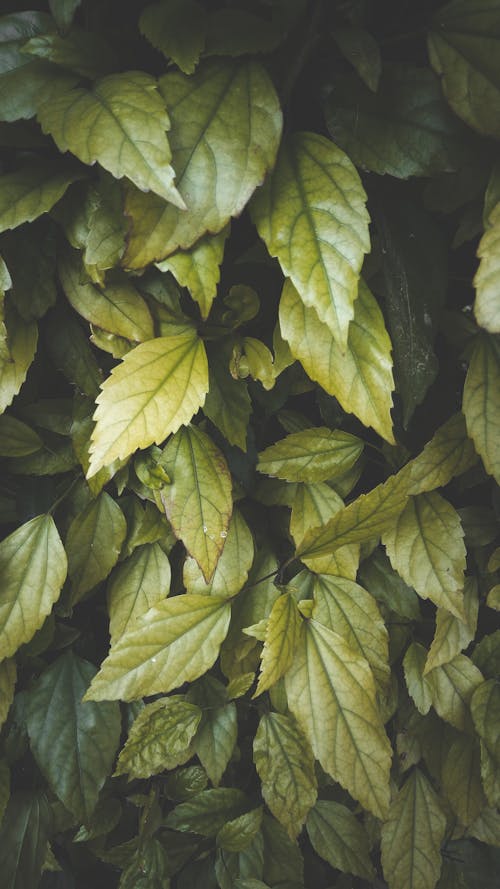 Green Leaves in Close Up Photography