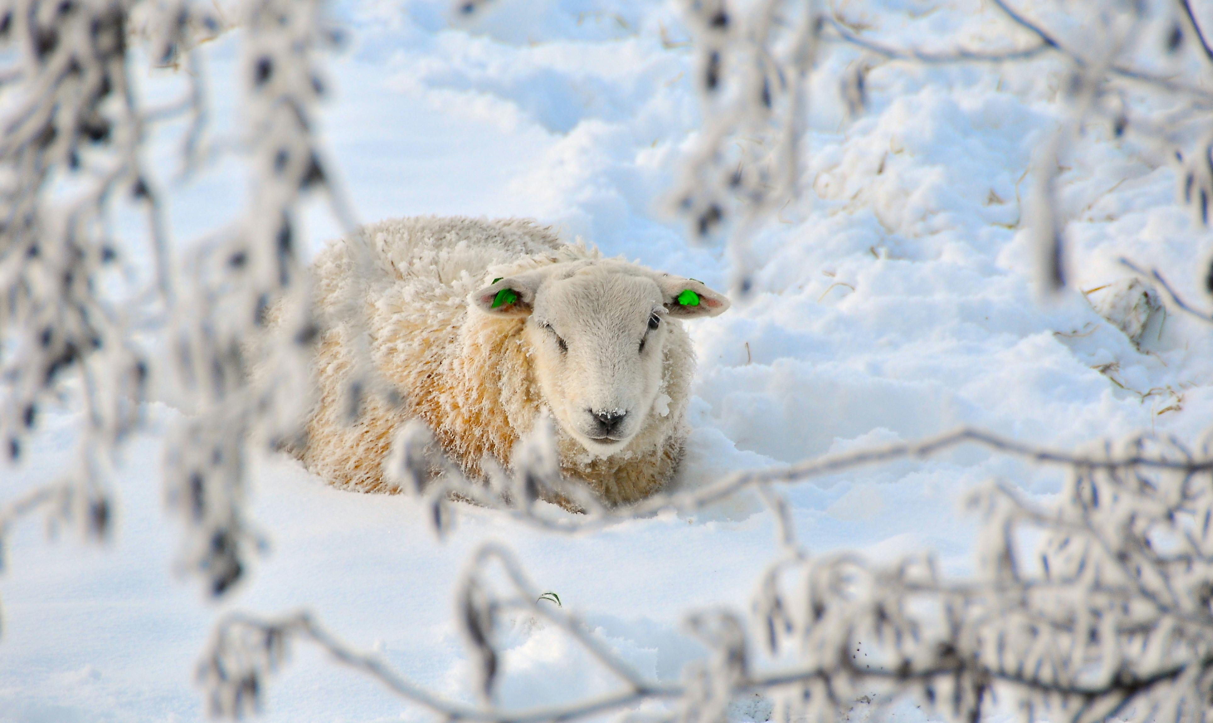 Free stock photo of sheep, winter