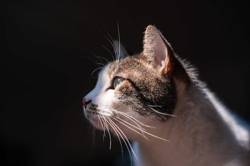 Free White and Brown Tabby Cat Stock Photo