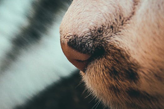 Detailed close-up of a cat's nose showcasing soft fur texture and selective focus.