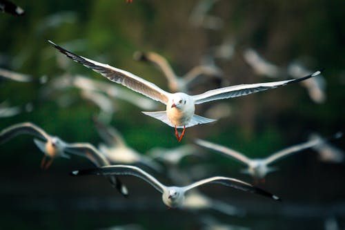 Kostenloses Stock Foto zu fliegen, möwen, selektiven fokus