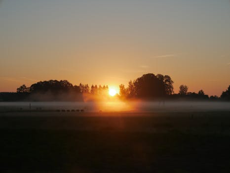 Beautiful sunrise with fog over grasslands in Latvia, highlighting trees and serene landscape.