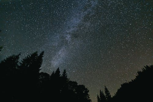 Silhouette of Trees Under a Starry Sky