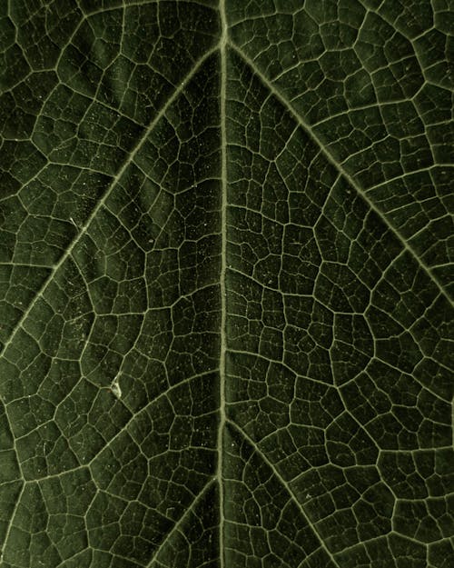 Foto profissional grátis de folha verde, nervura, nervura central
