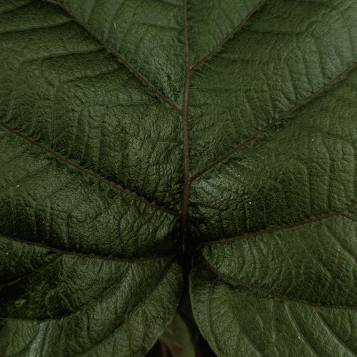 Dark Green Leaf