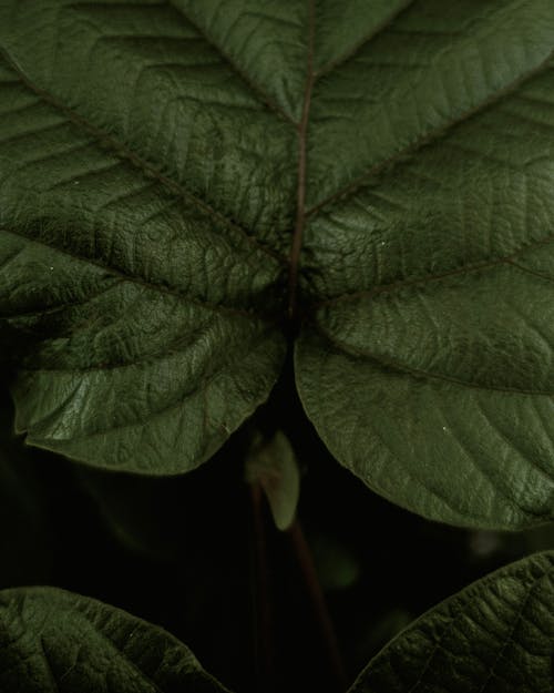 Midrib of Green Leaf in Macro Shot Photography