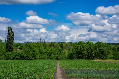 Imagine de stoc gratuită din câmp înverzit, cer albastru, copaci verzi