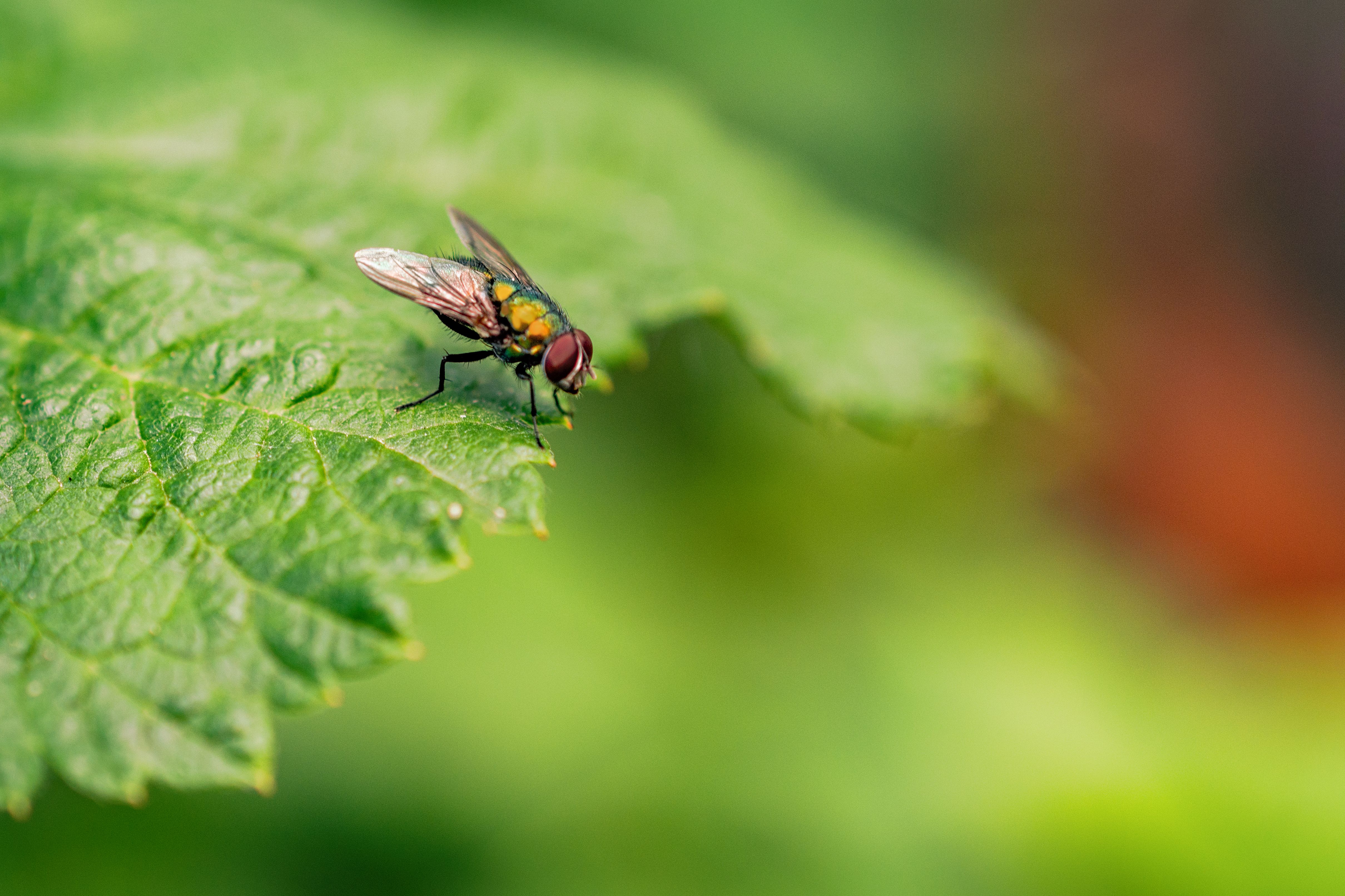 Macro Photography of Green Bottle Fly on Green Leaf · Free Stock Photo