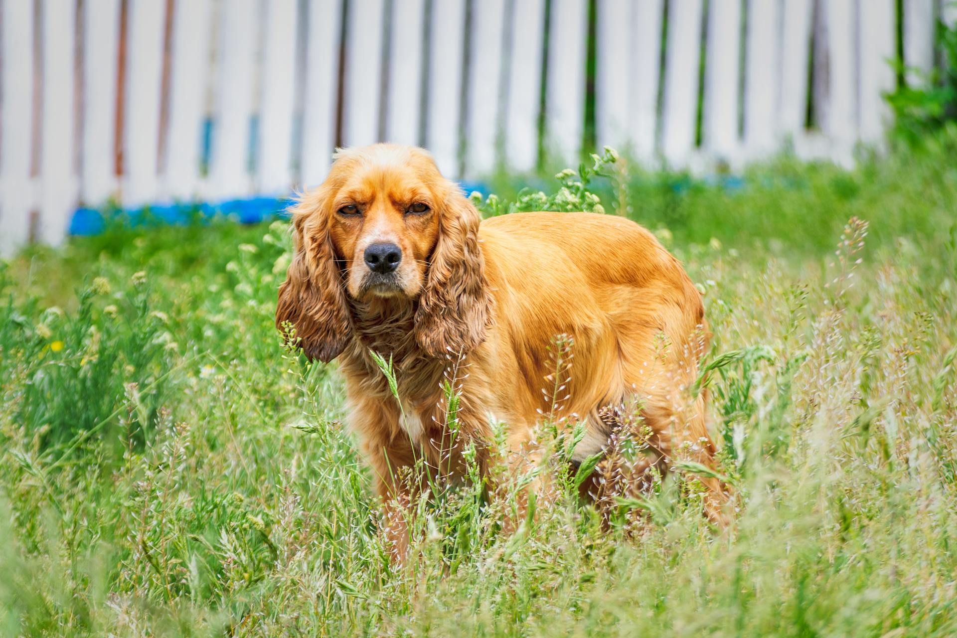 A Cocker Spaniel on the Grass