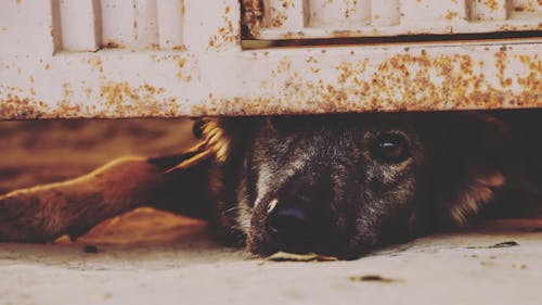 Foto Del Primo Piano Del Cucciolo Nero Focato