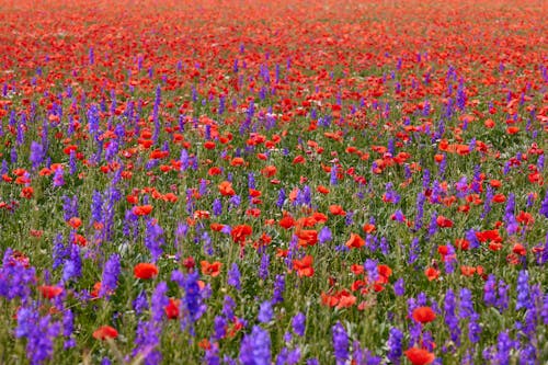 Poppy and Purple Flower Field