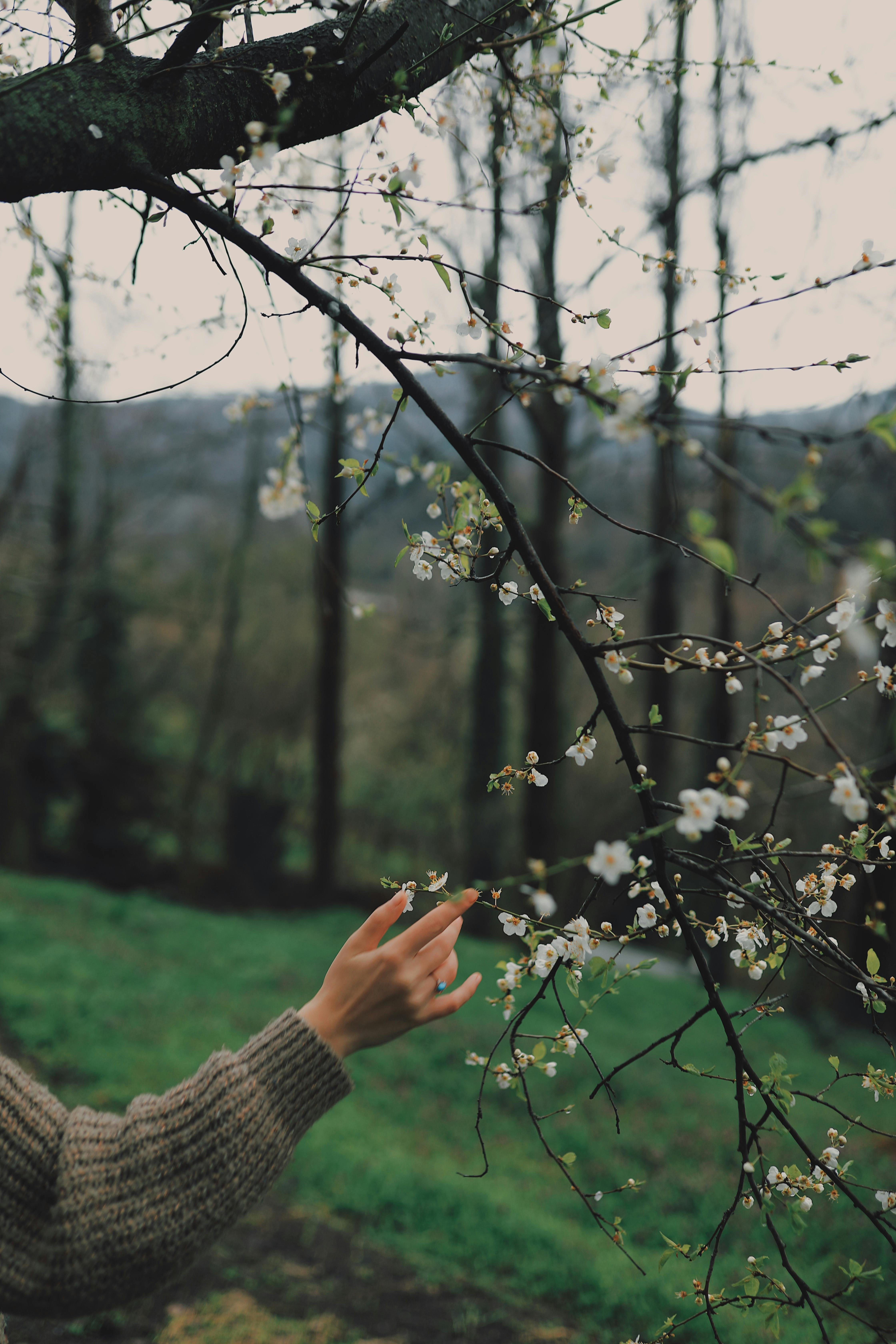 A hand gently reaches for white blossoms on a spring day, symbolizing renewal.
