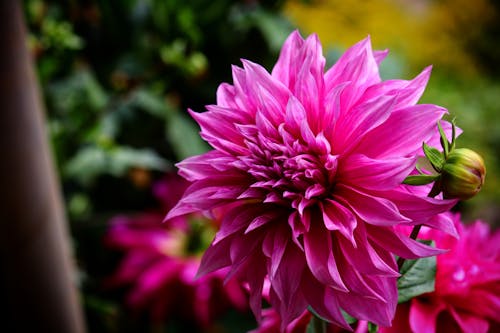 Selective Focus Photography of Pink and White Dahlia ... - 500 x 333 jpeg 26kB
