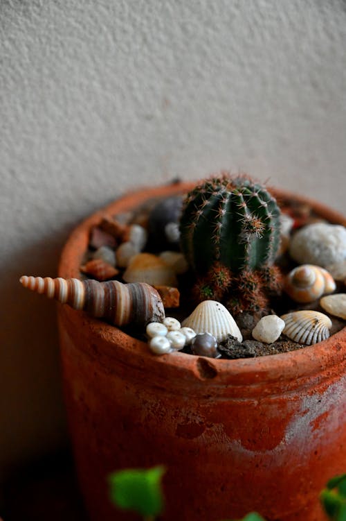 Immagine gratuita di kactus, pianta di cactus, piante d'appartamento