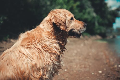 Gratis Foto stok gratis anjing, anjing golden retriever, berbulu Foto Stok