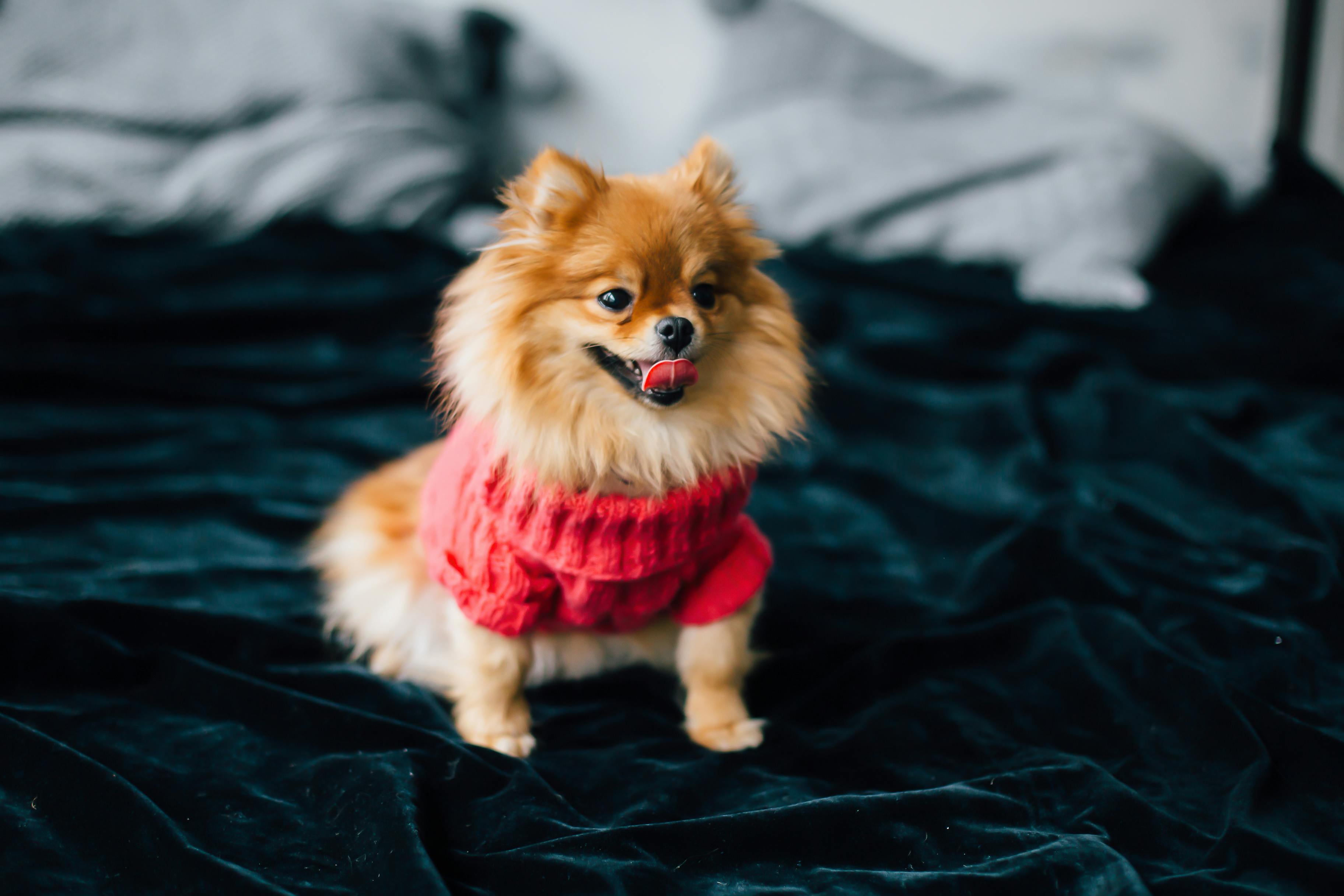 Pomeranian sweater hot sale