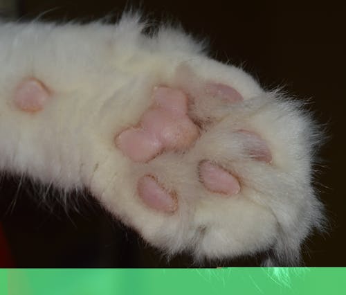 Free stock photo of big cat, domestic cat, paw Stock Photo
