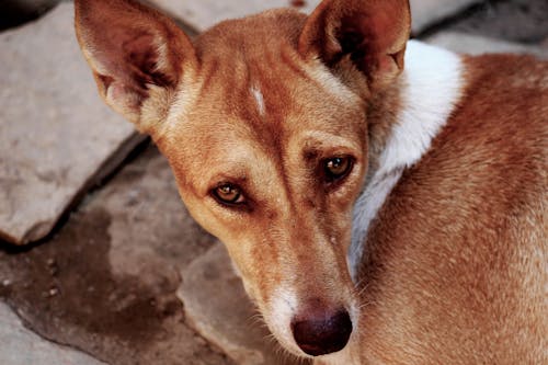 Free Close-up Photography of a Dog Stock Photo