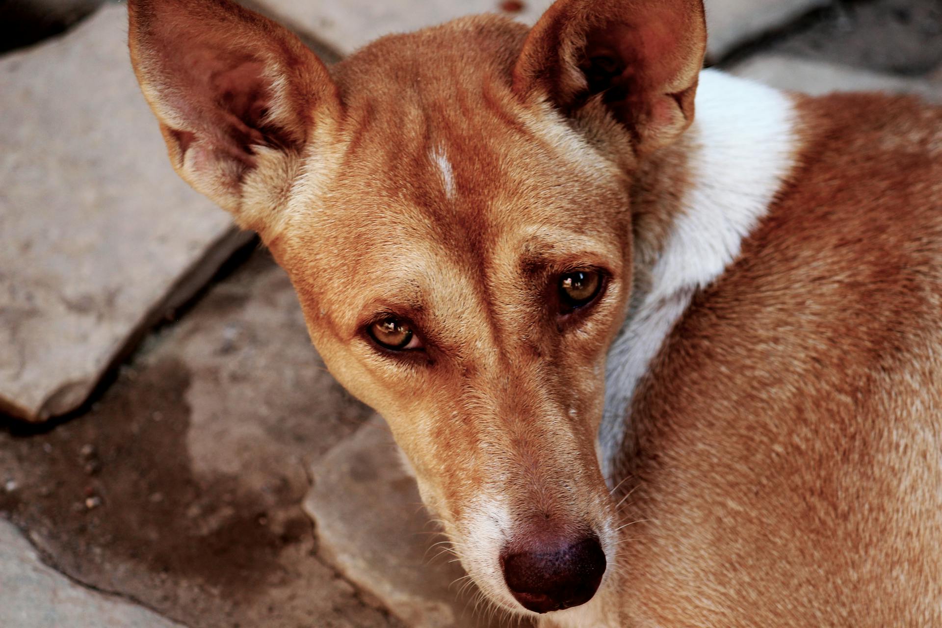 Close-up Photography of a Dog