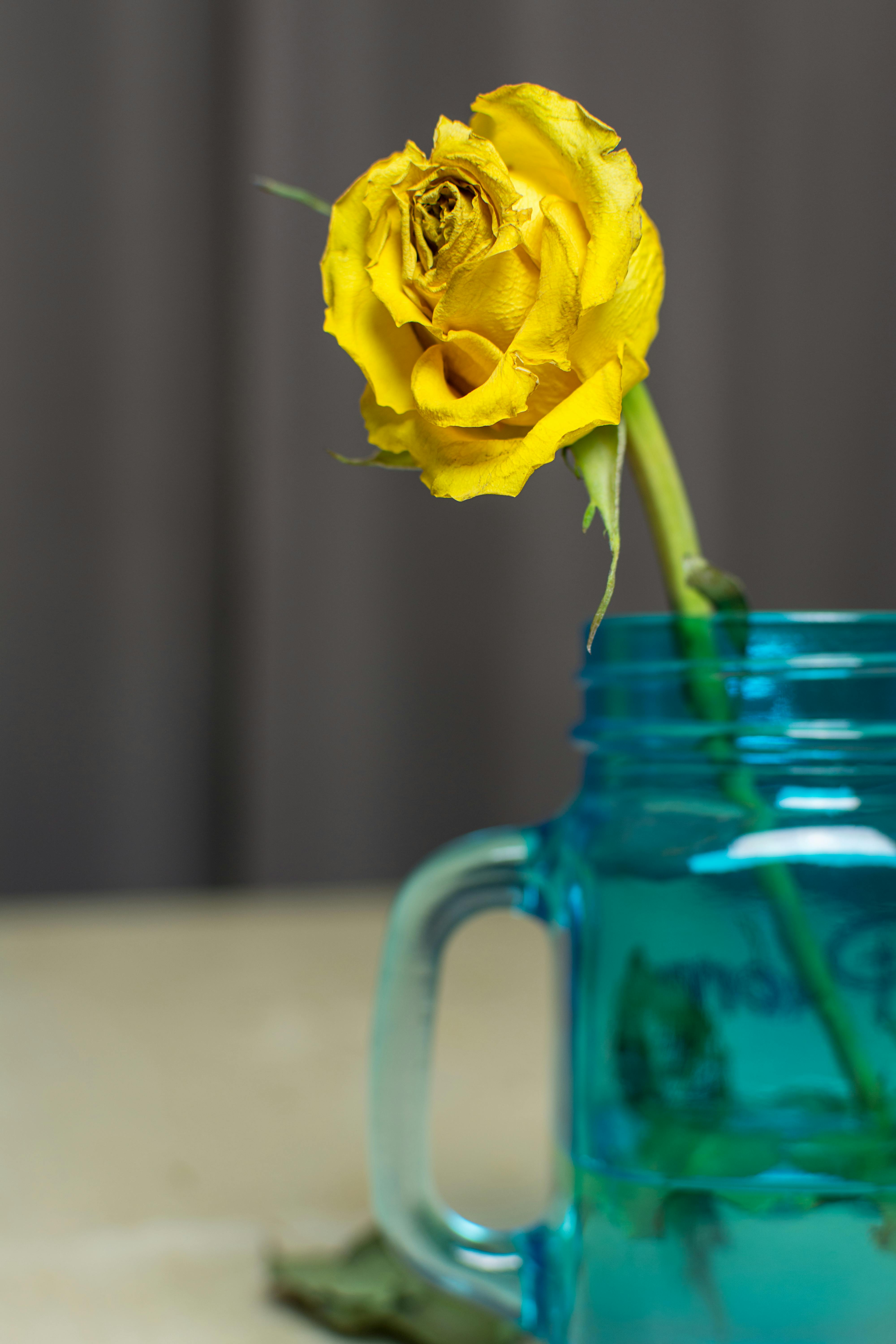 Free stock photo of floral, flower, mason jar
