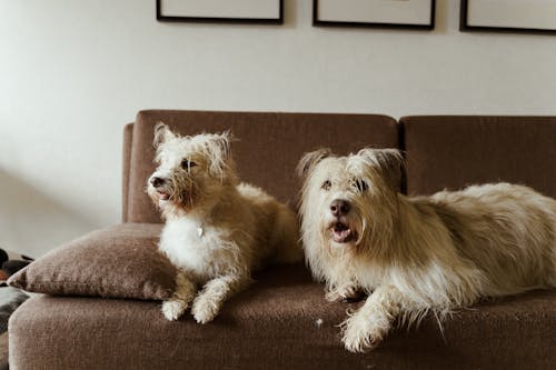 Free White Long Coat Dogs Lying on Brown Sofa Stock Photo