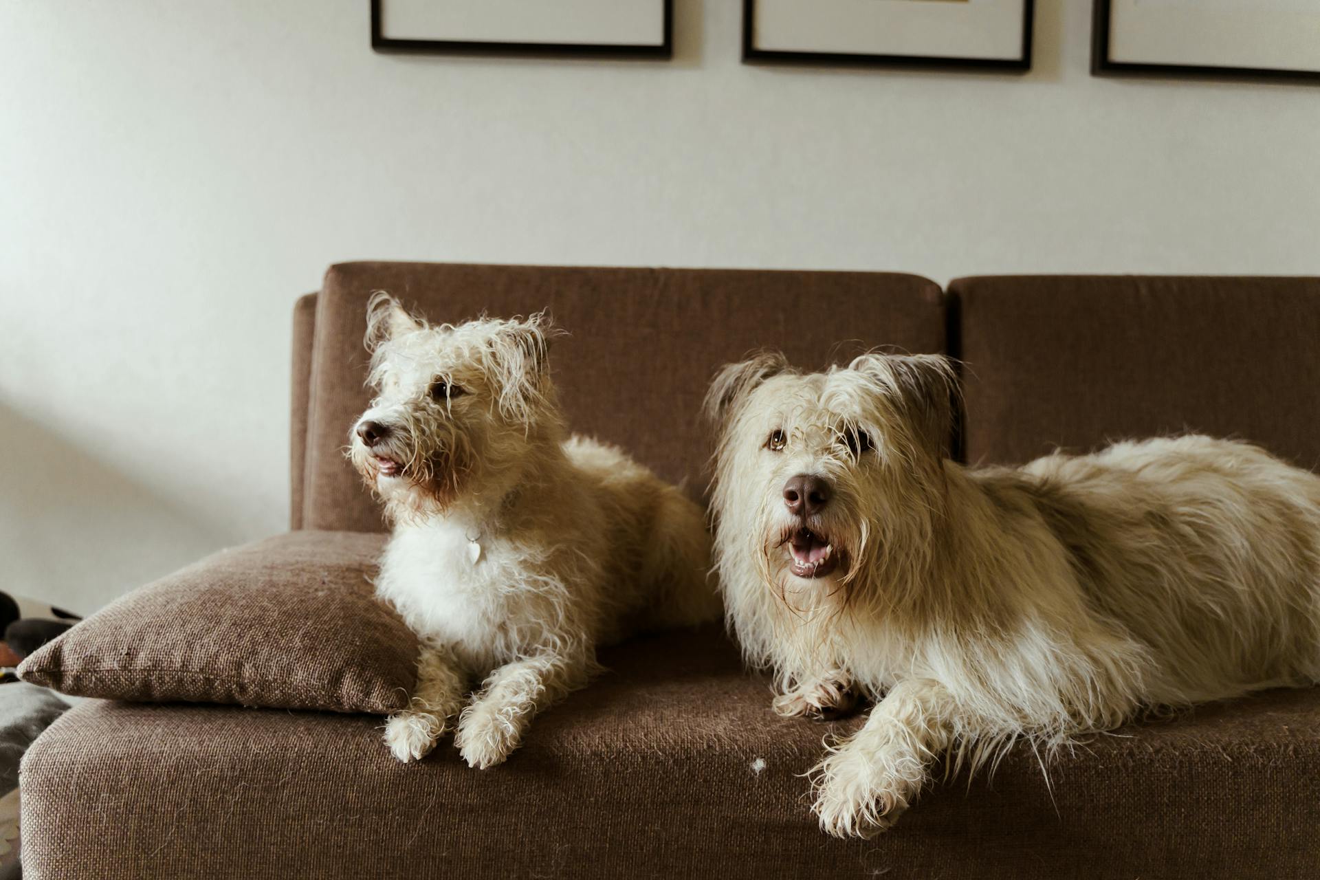 White Long Coat Dogs Lying on Brown Sofa