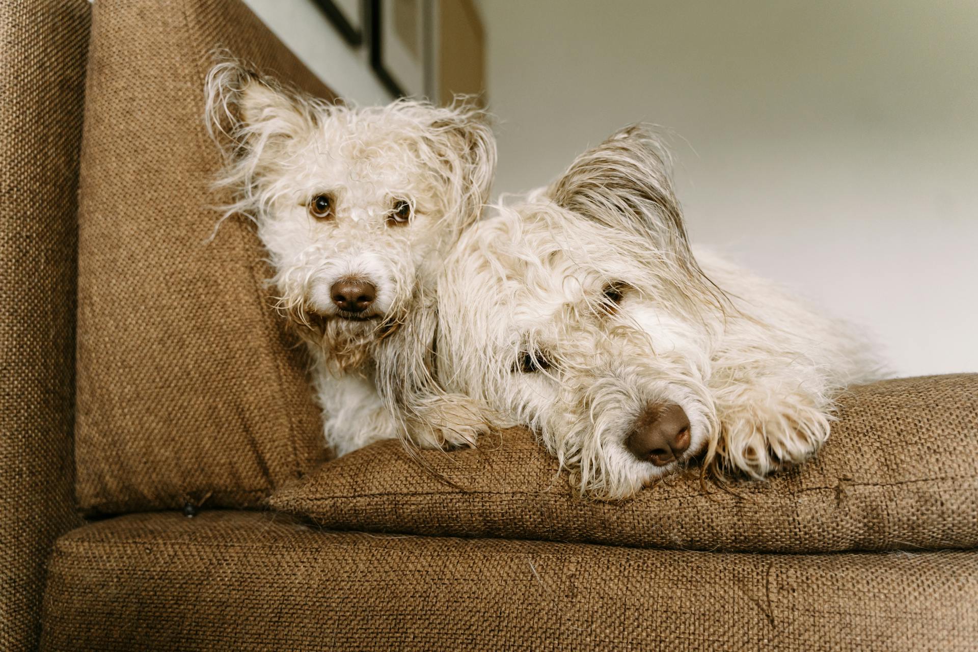 White Long Coat Small Dogs on Brown Sofa