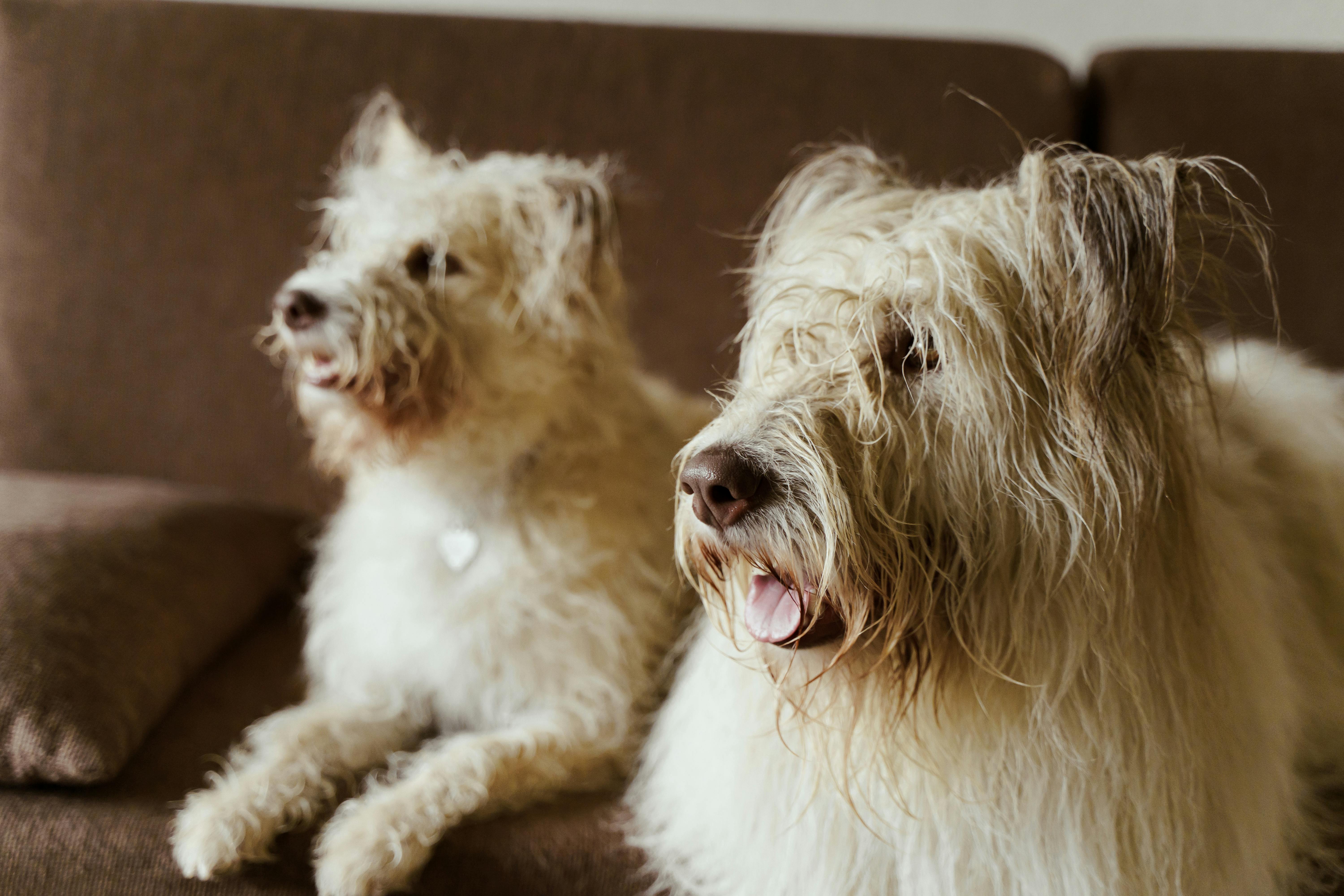 White Long Coat Small Dogs