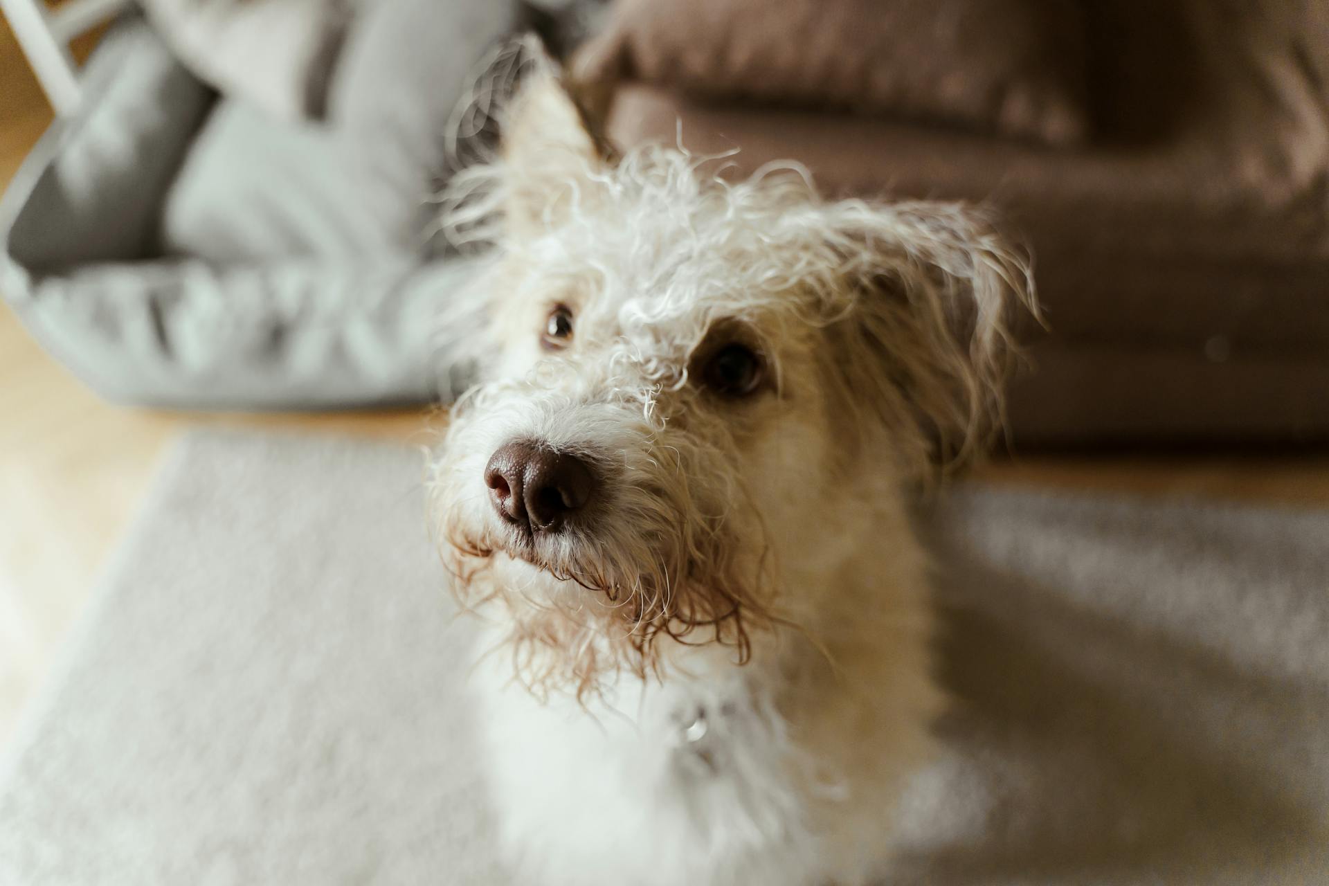 White  Long Coated Dog