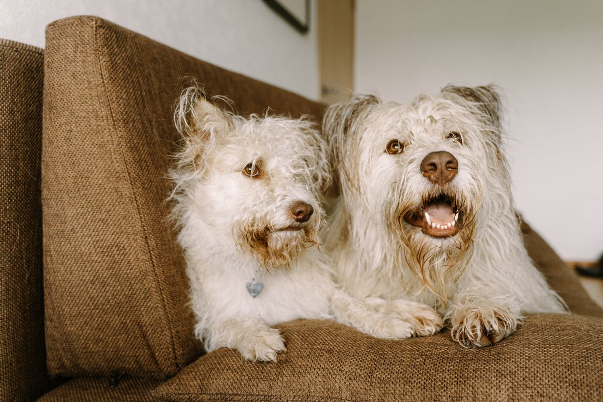 Two small dogs rest on a couch in a bright room, showing senior comfort without treating leakage as a moral failure.