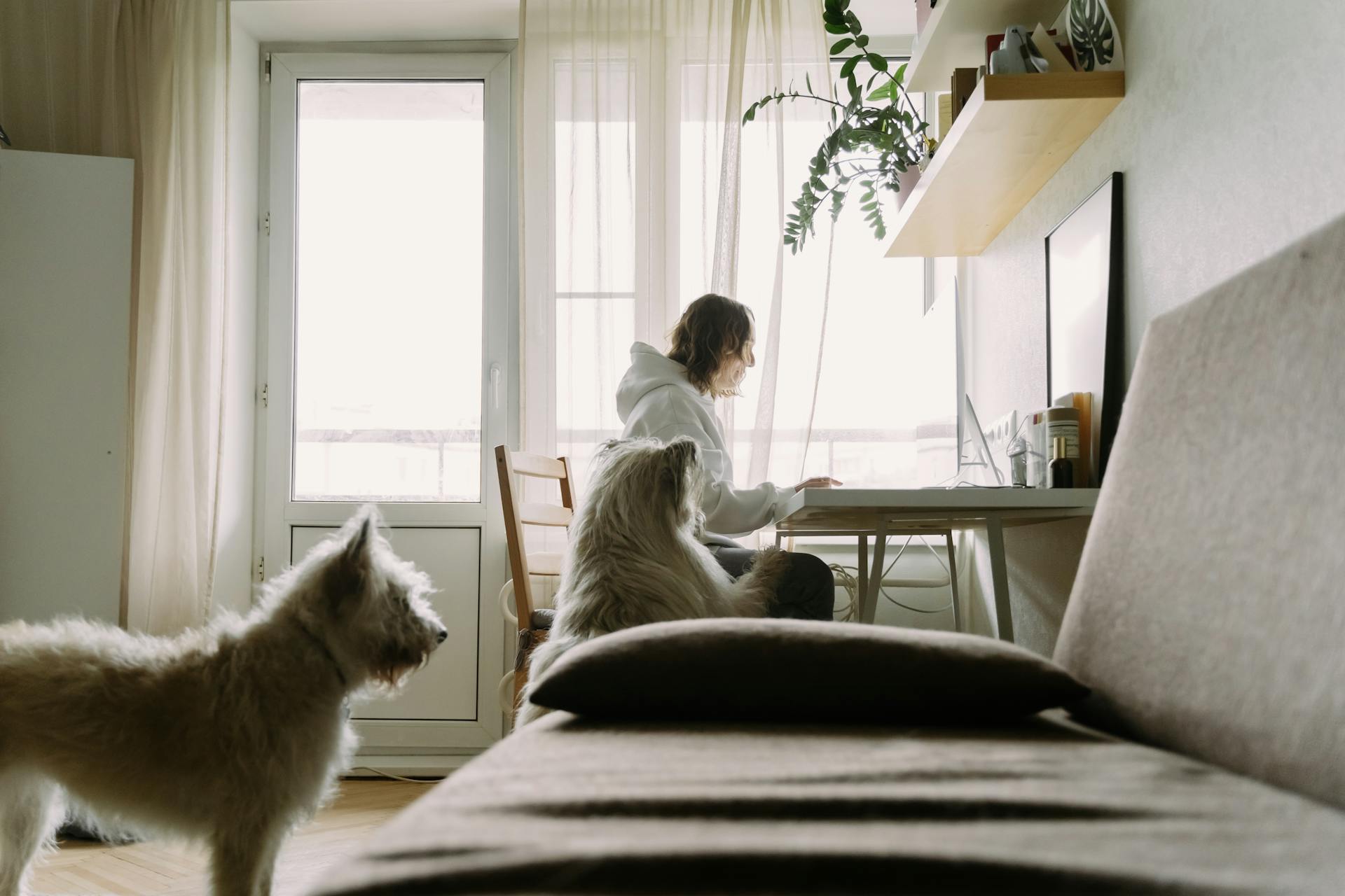 Woman in White Hoodie Working Beside a White Long Coated Dog