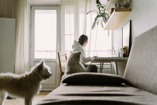 A pet sitter spending time with two dogs at home